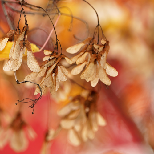 Autumn's bells