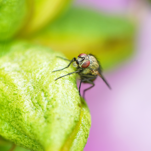 Bubble fly