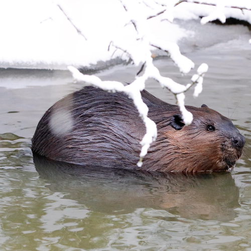Beaver 