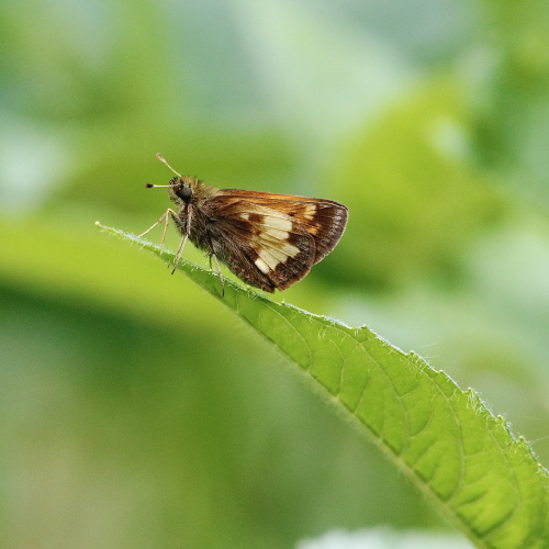 Silver-spotted Skipper