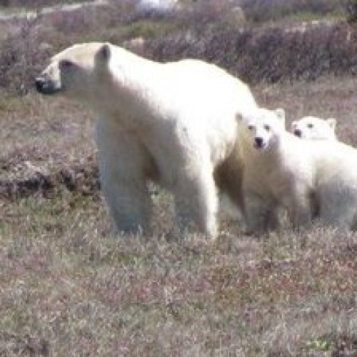 Polar Bears & her Cubs