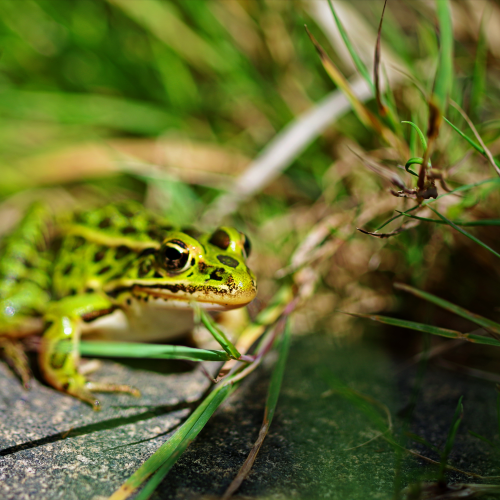 Fresh Frog 