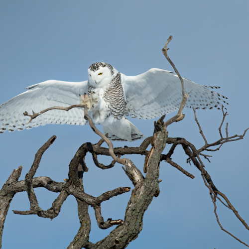 Soft Landing