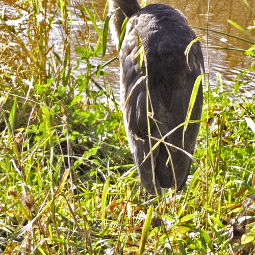 Great Blue Heron waiting by the river.