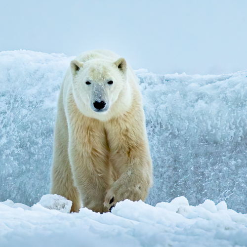 Big White