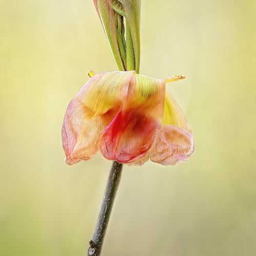 Hickory Flower