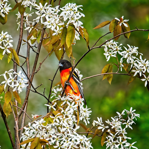 Baltimore Oriole in flowering tree