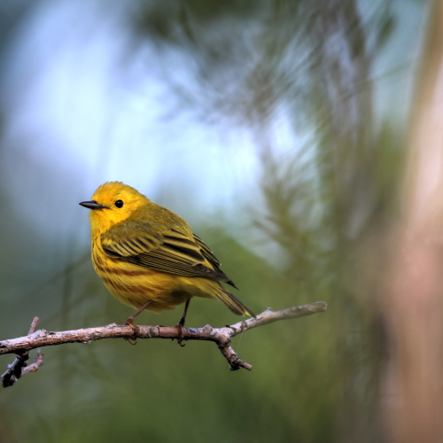 Warbler