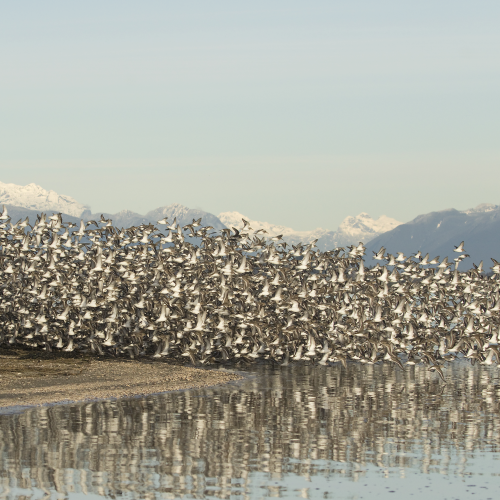 Dunlin Fun
