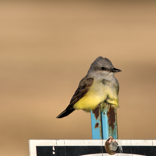 Western Kingbird