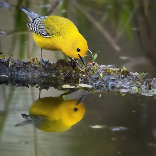 Prothonotary reflection at dusk