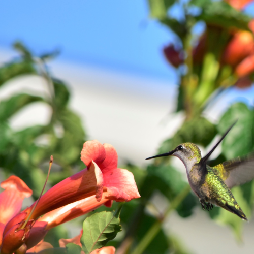 Lucky Hummingbird Sighting
