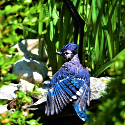 Blue Jay Bliss