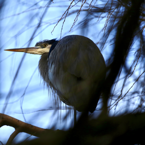  Patiently waiting for supper at low tide.