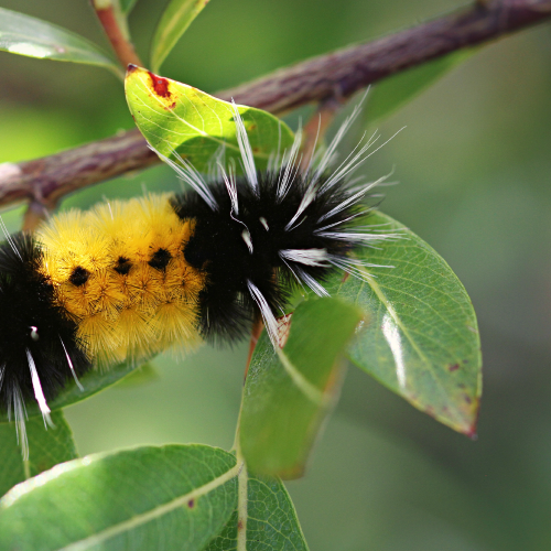 Fuzzy Wuzzy