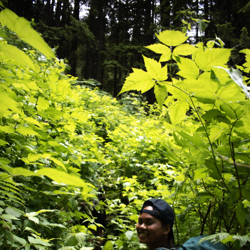 Illumination by Leaves and Soft Sunlight 