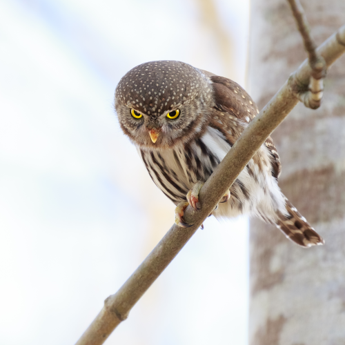 Northern Pygmy-Owl