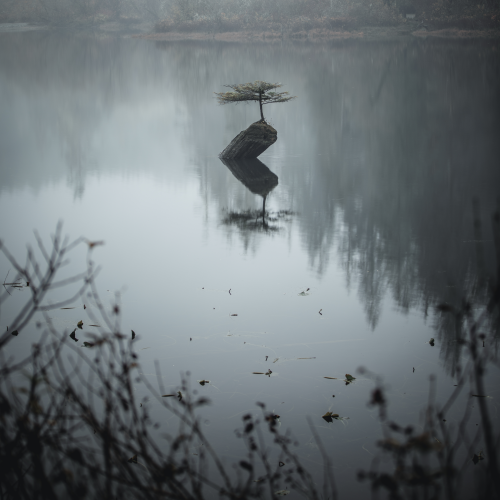 Little Tree