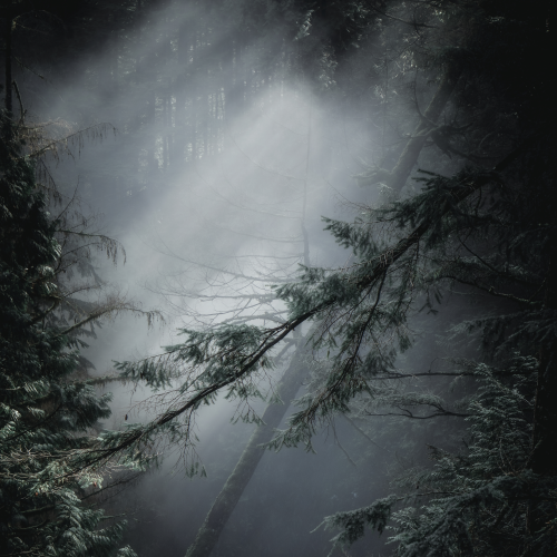 Misty Light Rays