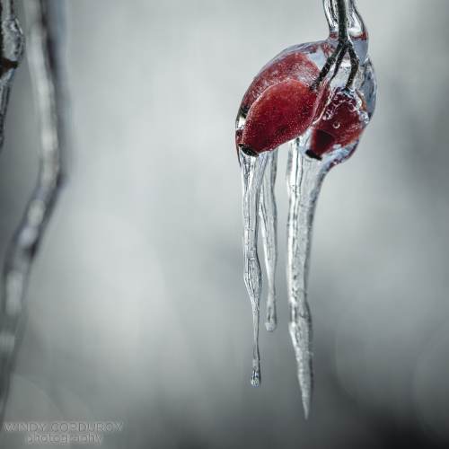 Frozen