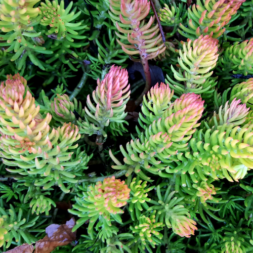 Sedum Rupestre Angelina