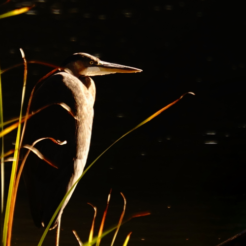 A Dignified Heron