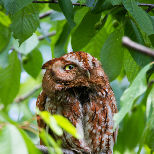 Red Morph Screech Owl