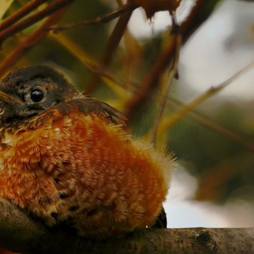 Chilled Robin