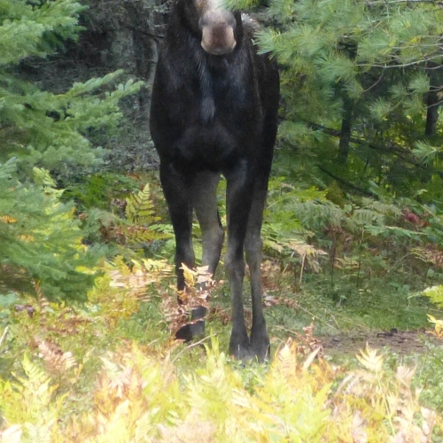 Moose!