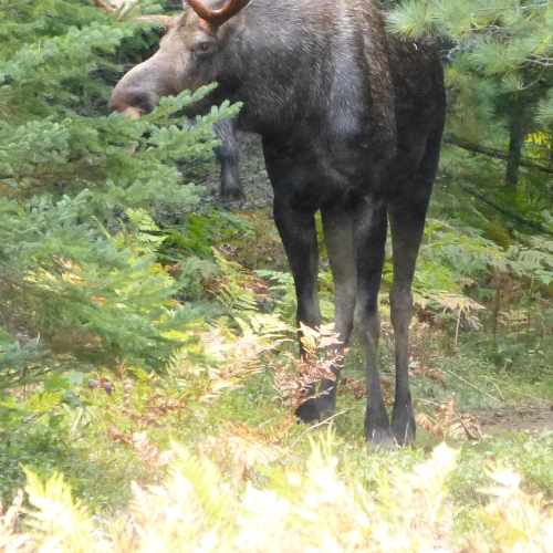 Moose!