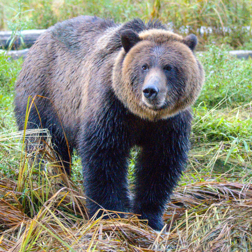 Gorgeous Grizzly