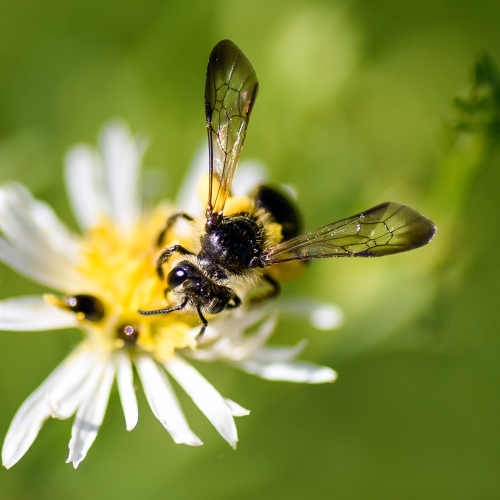 Pollinator
