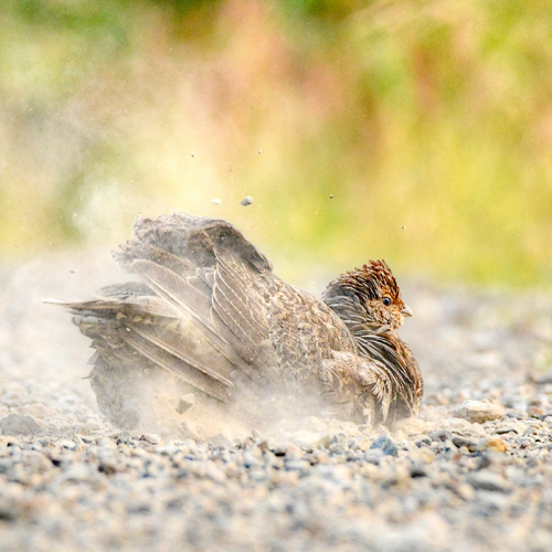Dust Bath