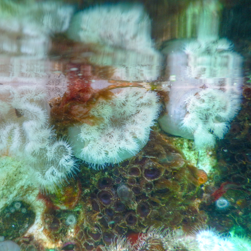 The World Under the Dock