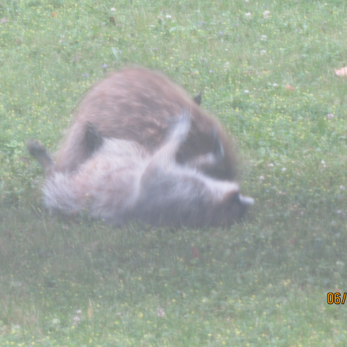 Raccoons 