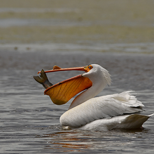 The Fisherman