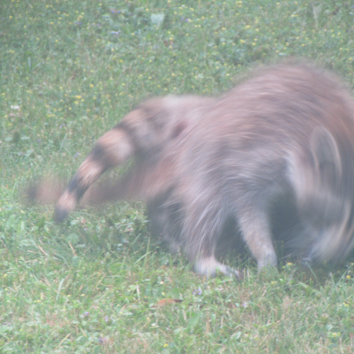 Playful Raccoons 
