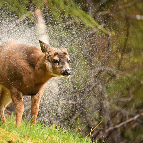 April Showers