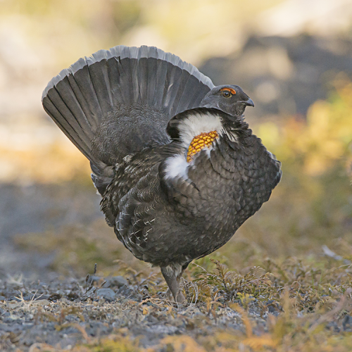 Struttin' His Stuff