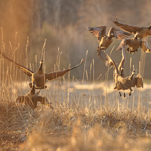 Morning Flight
