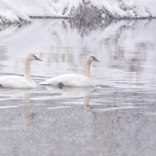 Trumpeter Swans, Snow 