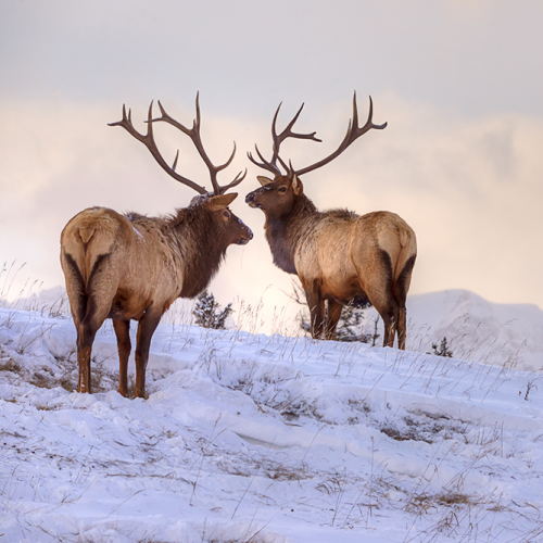 Wapiti
