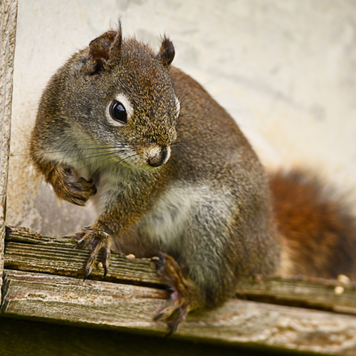 Pine Squirrel