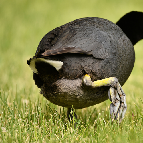 American Coot