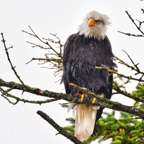 Bad Feather Day