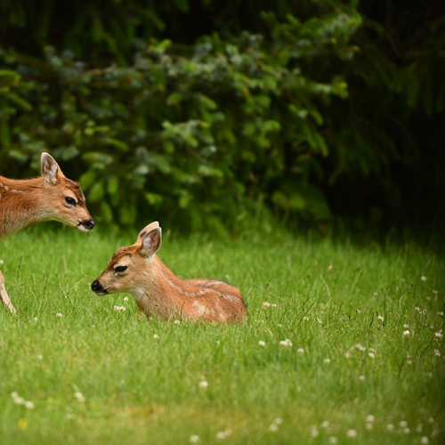 Twin Sitka Blacktail Fawns
