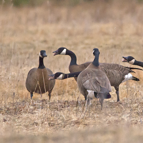 Family Discussion
