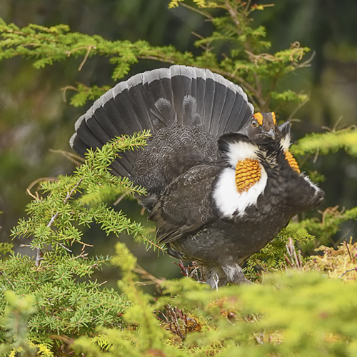 Mating Display