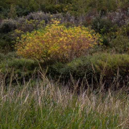 Gone to Seed