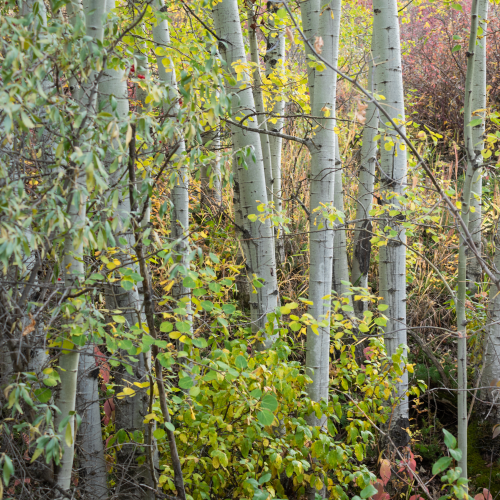 Poplar Thicket